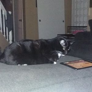 Meet your Posher, Amber